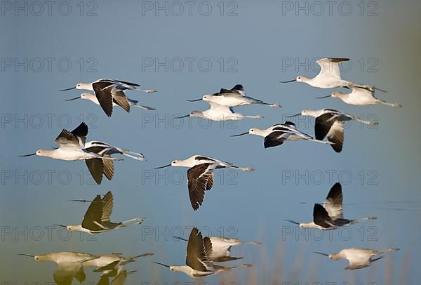 Brown-necked Avocet