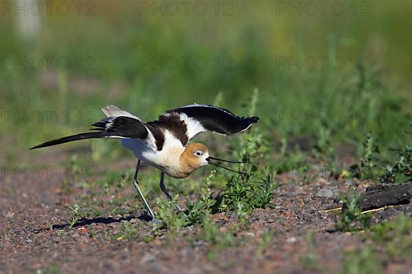 American Avocet