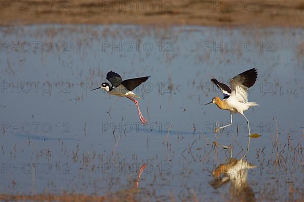 American Avocet