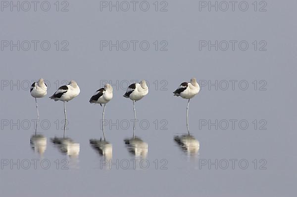 American Avocet