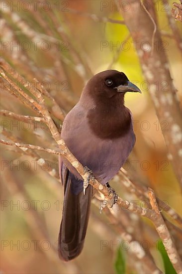 Purplish Jay