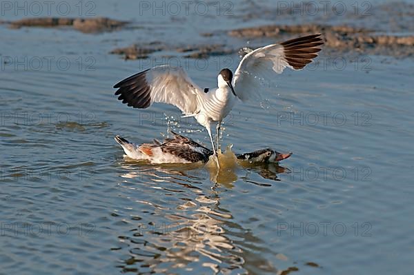 Eurasian Avocet