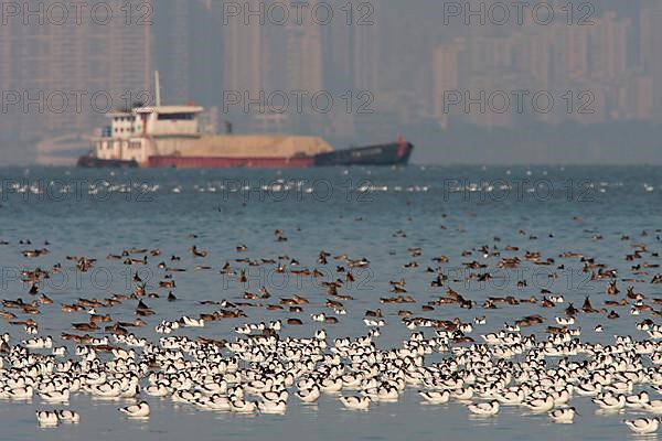 Eurasian Avocet