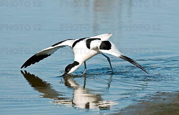 Eurasian Avocet