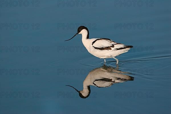 Eurasian Avocet