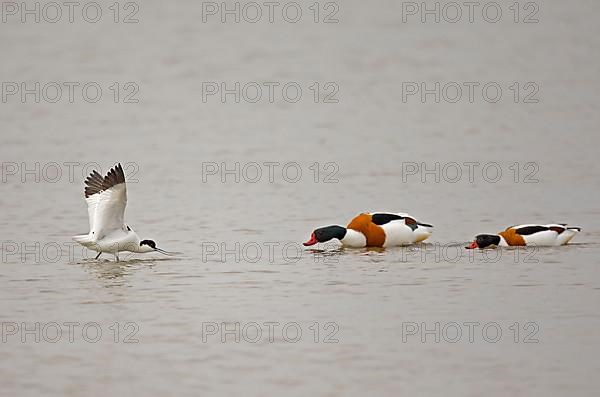 Eurasian Avocet