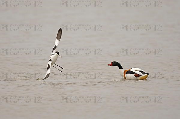 Eurasian Avocet