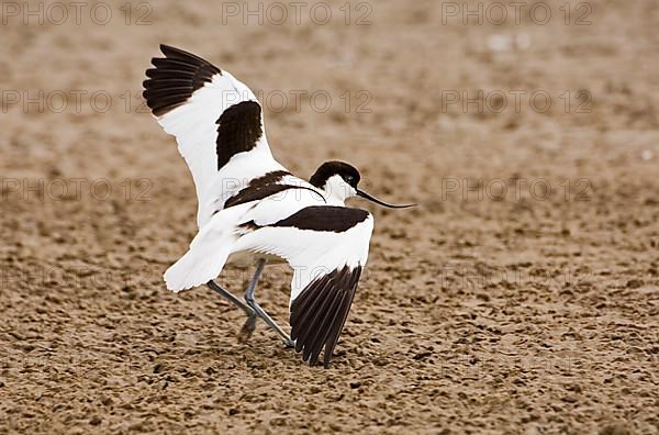 Adult Eurasian Avocet