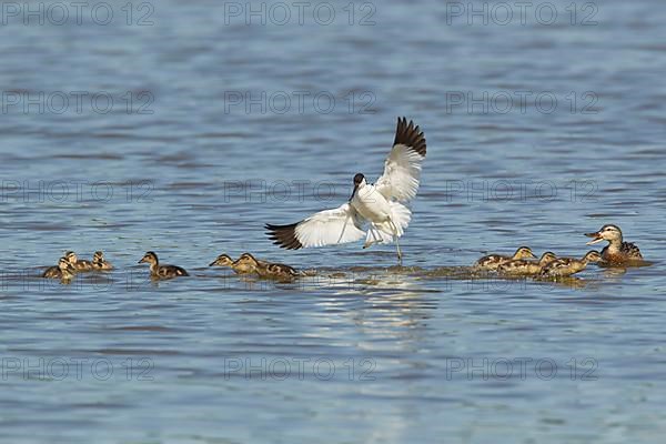 Eurasian Avocet