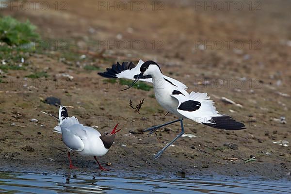 Eurasian Avocet