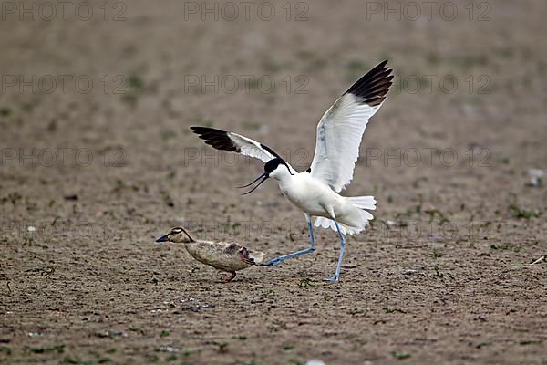 Eurasian Avocet