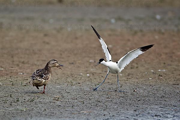 Eurasian Avocet