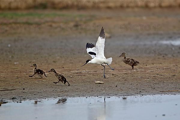 Eurasian Avocet