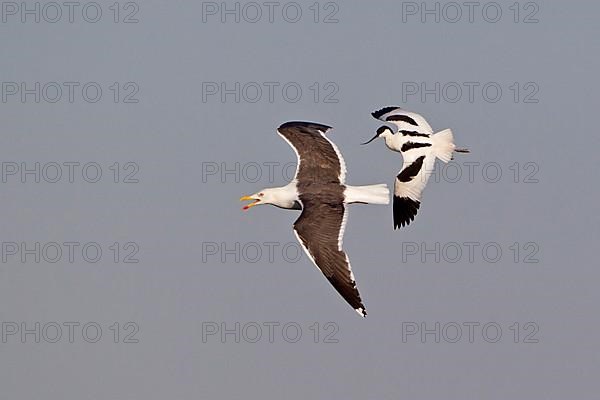 Eurasian avocet