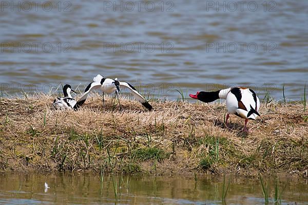 Adult pair of Avocets