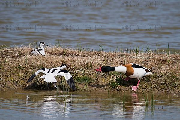 Adult pair of Avocets