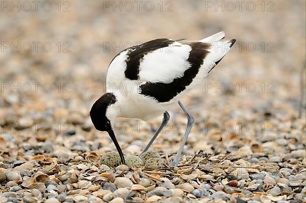 Eurasian Avocet