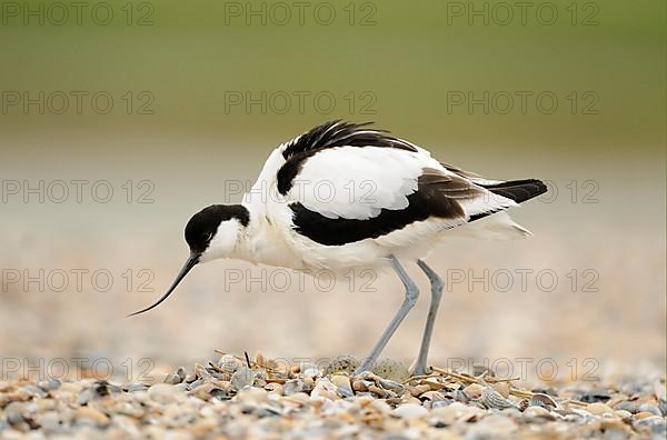 Eurasian Avocet