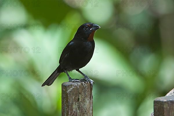 Lesser lesser antillean bullfinch