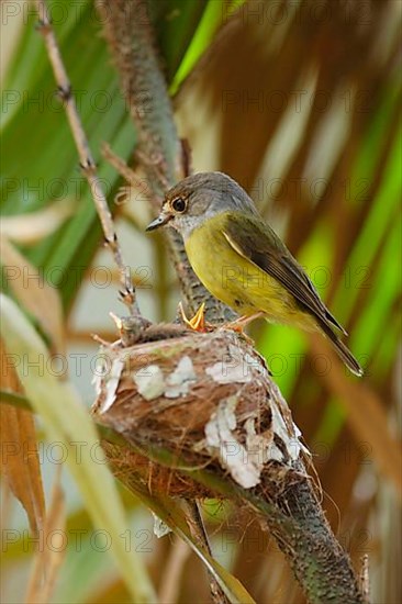 Pale-yellow robin