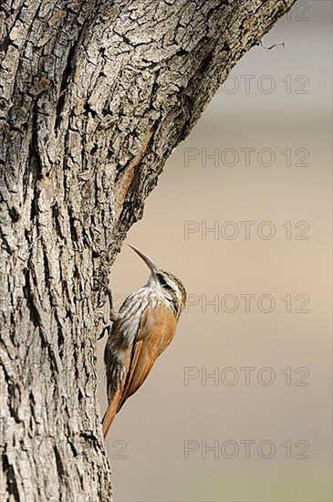 Narrow-billed Woodcreeper