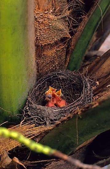 Chicks of the rufous-bellied thrushes