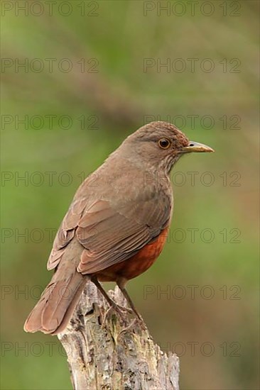 Rufous-bellied Thrush