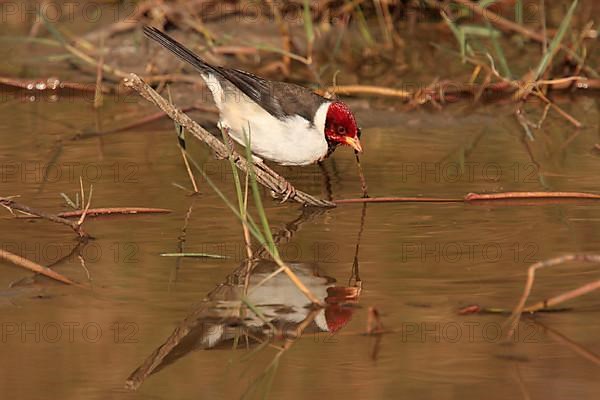 Yellow-billed Cardinal