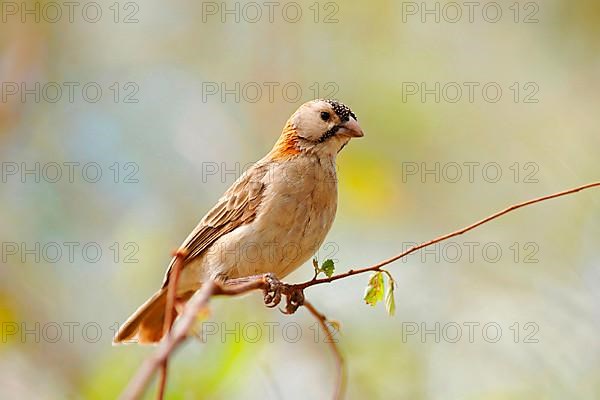 Speckle-fronted Weaver adult