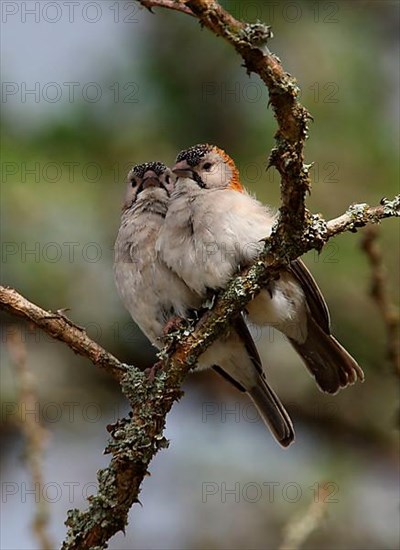 Speckle-fronted Weaver