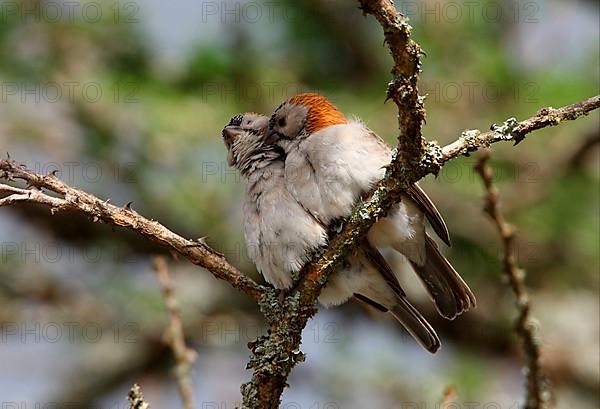 Speckle-fronted Weaver