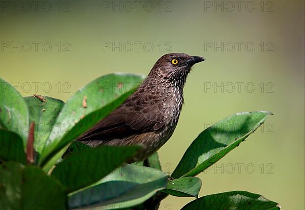 Arrow Thrush