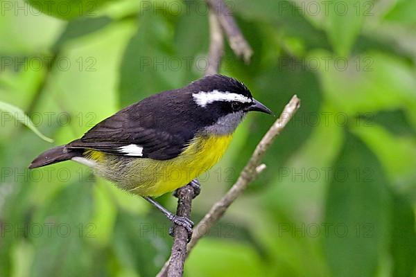 Yellow-breasted sugarbird