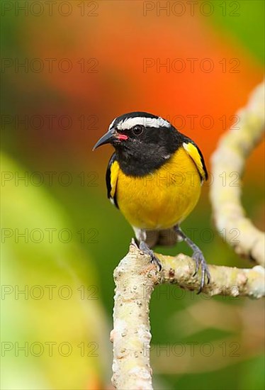 Yellow-breasted sugarbird