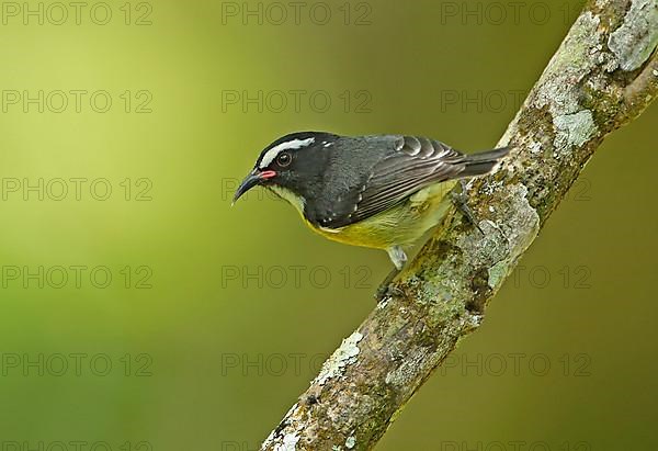 Yellow-breasted sugarbird