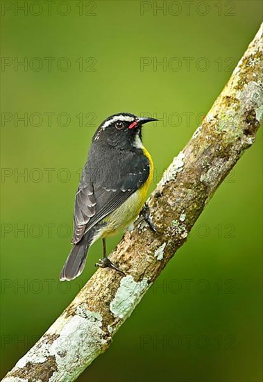 Yellow-breasted sugarbird