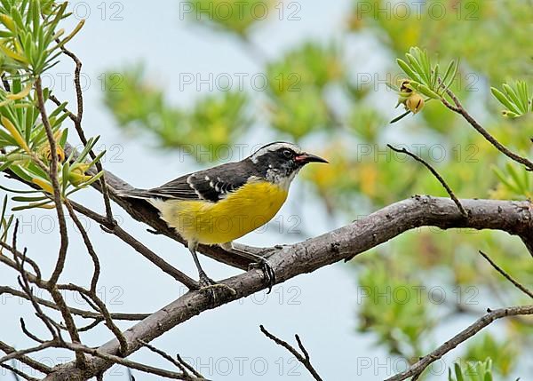 Bananaquit