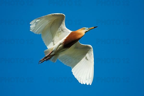 Javan pond heron