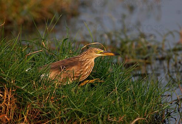 Javan pond heron