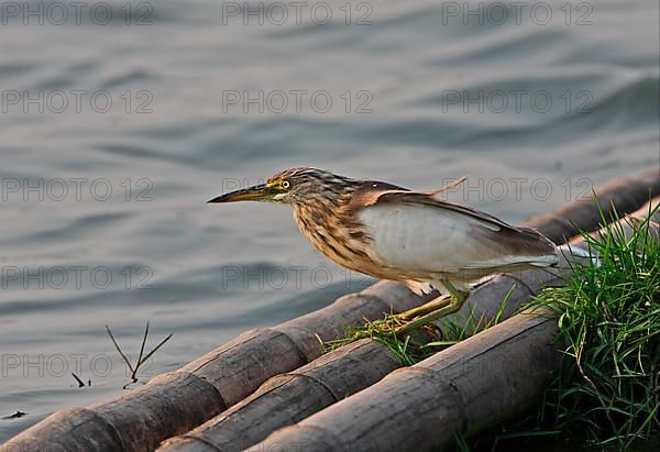 Adult javan pond heron