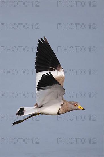 Grey-headed lapwing