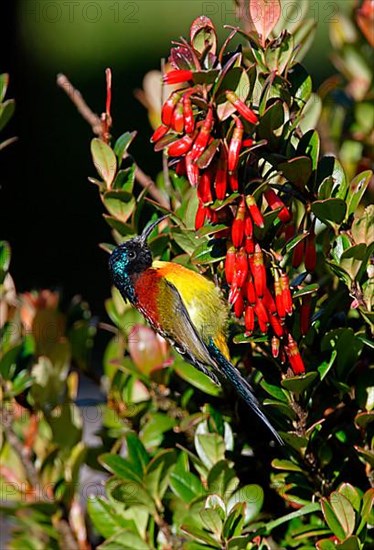 Green-tailed sunbird