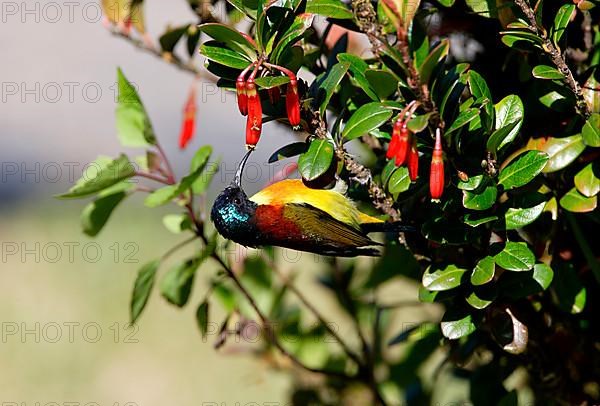 Green-tailed sunbird