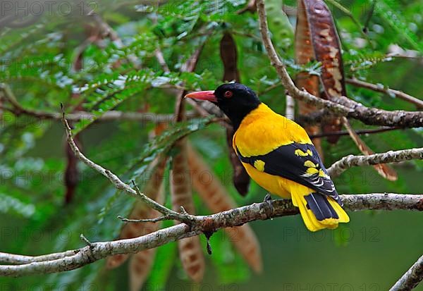 Black-headed Oriole