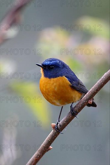 Rufous-breasted Bush-robin