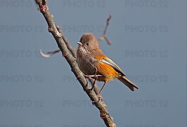 Adult fulvetta