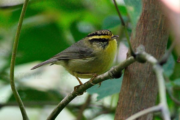 Yellow-throated Fulvetta