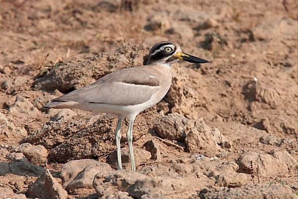 Great Thick-knee