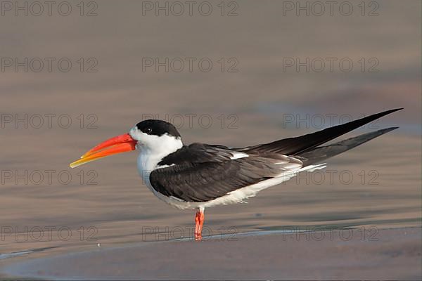 Indian Skimmer