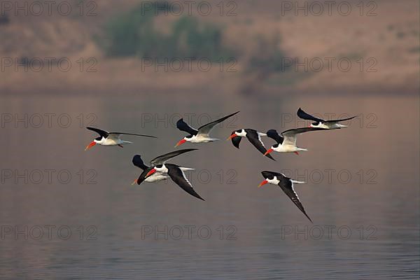 Indian Skimmer